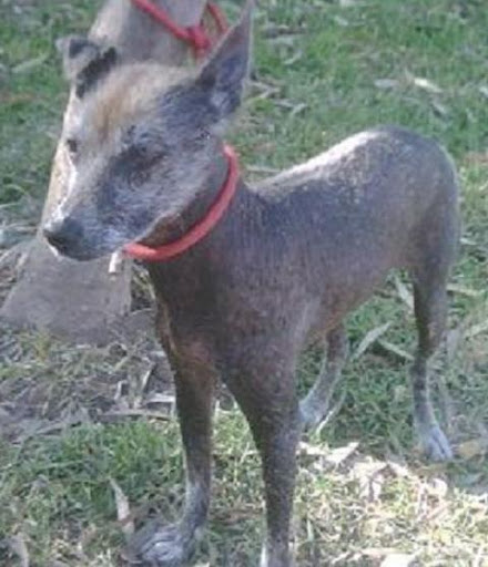 PERRITA raza PERUANA en LA MOLINA VIEJA.jpg