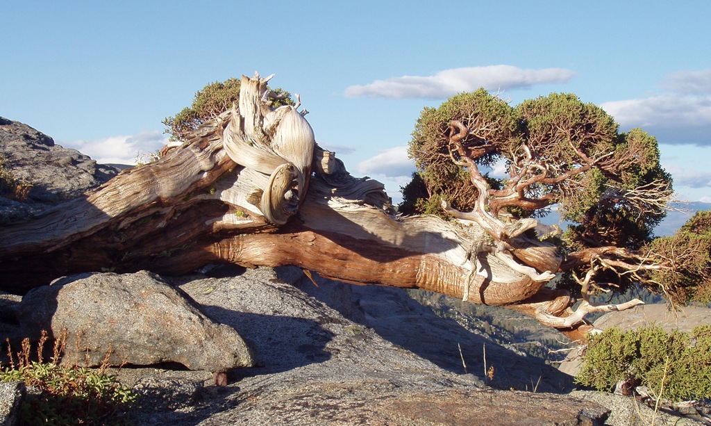 [Crystal-Harling-Juniper-branch-view3.jpg]