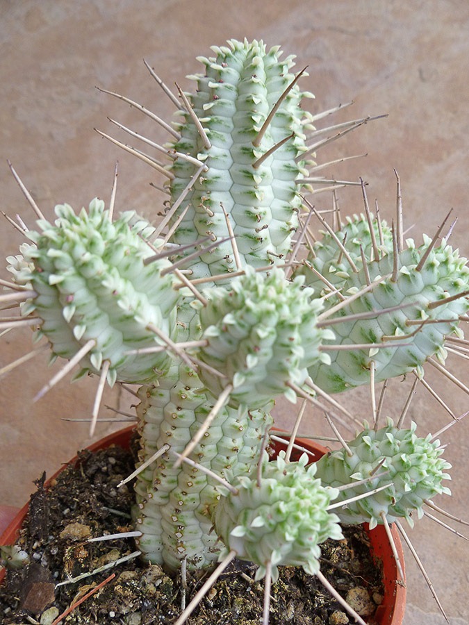 [110924_Euphorbia-mammillaris-variega%255B2%255D.jpg]