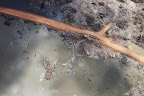 River communities are uneasy. 'I do not accept the Belo Monte dam,' said Mokuka Kayapó, an indigenous leader. 'The forest is our butcher. The river, with its fish, is our market. This is how we survive.'
Photograph: Daniel Beltrá/Greenpeace