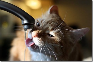 acqua-gatto