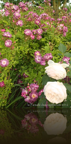 IMG_4879 IMG_4879