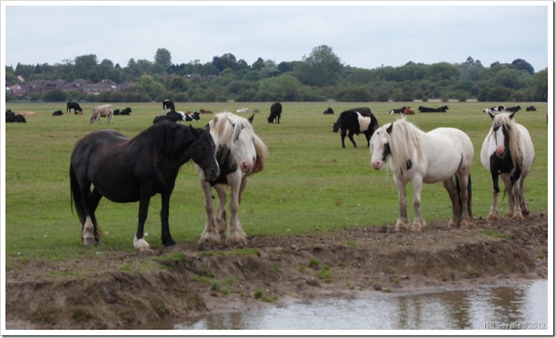SAM_1648 Port Meadow SAM_1648 Port Meadow