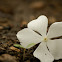 periwinkle