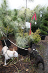 What about this one, Sharkey?  It's called a Pinus Wallichiana Zebrina.  Zebrina sounds like zebra, which is pretty apt since the needles on this pine tree have a variegated pattern on them, almost like zebra stripes!  Martha will love it!