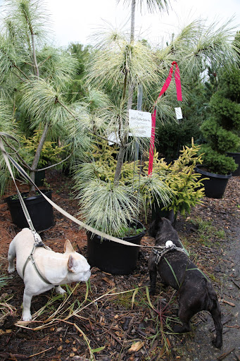 What about this one, Sharkey?  It's called a Pinus Wallichiana Zebrina.  Zebrina sounds like zebra, which is pretty apt since the needles on this pine tree have a variegated pattern on them, almost like zebra stripes!  Martha will love it!
