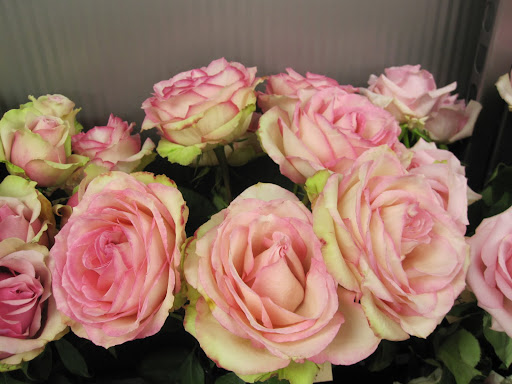These roses are really blooming! These roses are called 