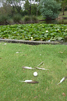 The duck that was
