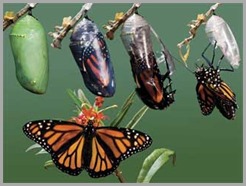 borboleta_saindo_do_casulo borboleta_saindo_do_casulo