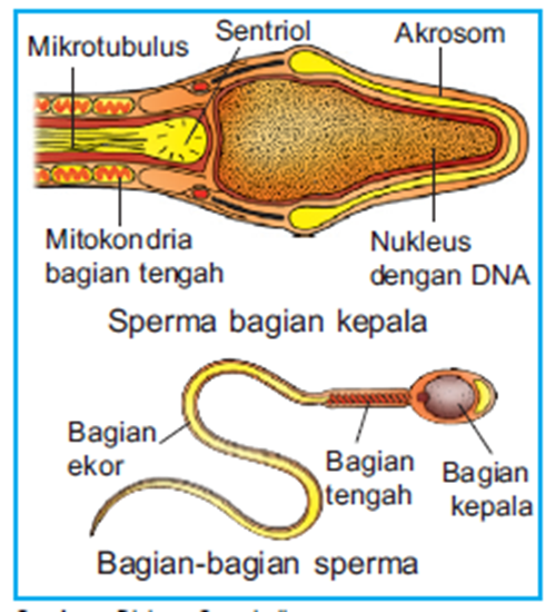 Bagian - bagian sel sperma Bagian - bagian sel sperma
