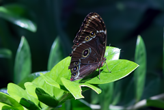 Cockrell Butterfly Center 33