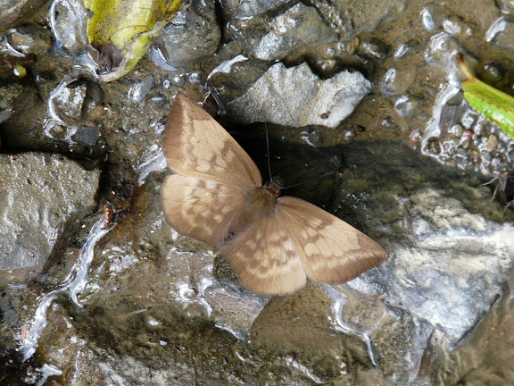 Hesperiidae : Achylodes pallida R. FELDER, 1867. Taipiplaya (alt. 900 m). Bolivie, 11 janvier 2008. Photo : J. F. Christensen