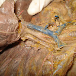 vessels_cat_05.jpg vessels_cat_05.jpg