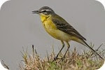 yellow wagtail yellow wagtail