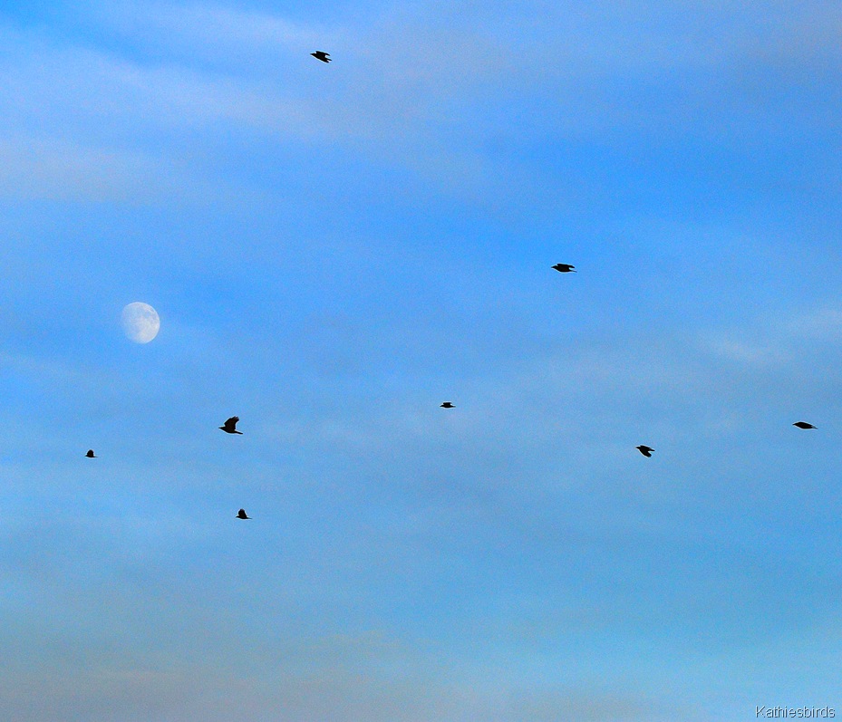[4.%2520crow%2520moon%2520sky%25202010-kab%255B4%255D.jpg]