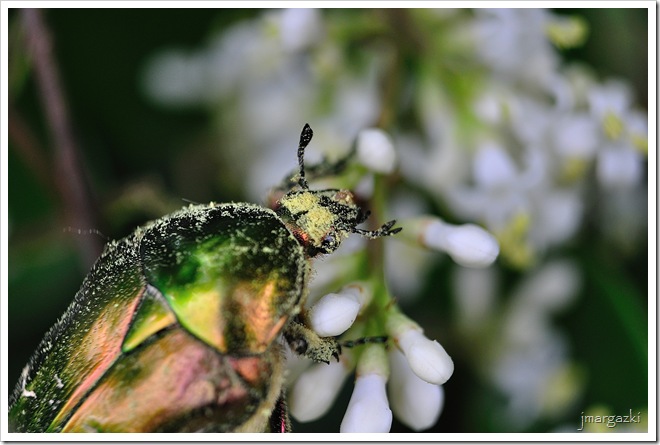 DSC_0369 DSC_0369