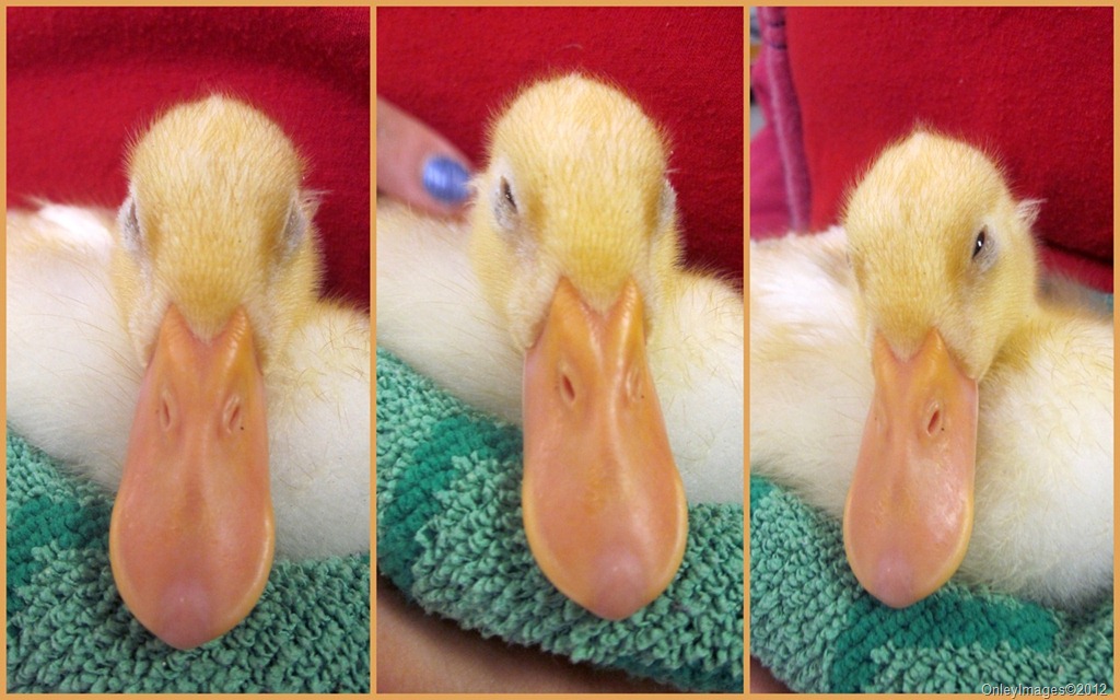 [duck-napping31.jpg]