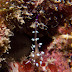 P4207924