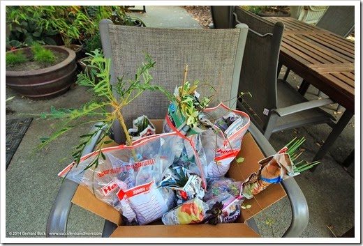 2014 Garden Bloggers Fling plant haul