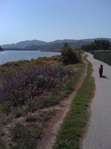 Peach ponders the changing seasons in Sausalito... and when she will get a treat.