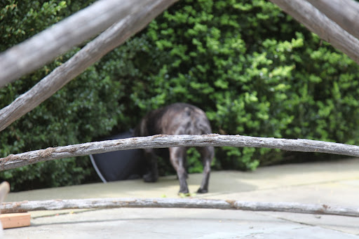 Francesca, did you have anything to add about gazebos or are you following the scent of a squirrel?