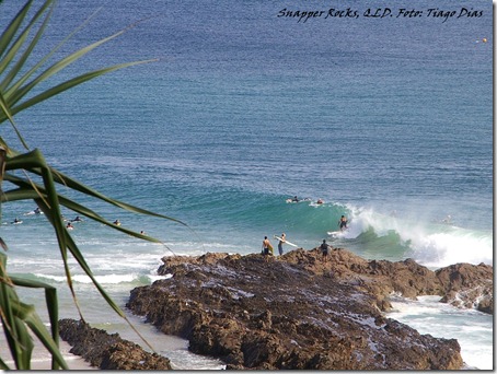 Snapper5