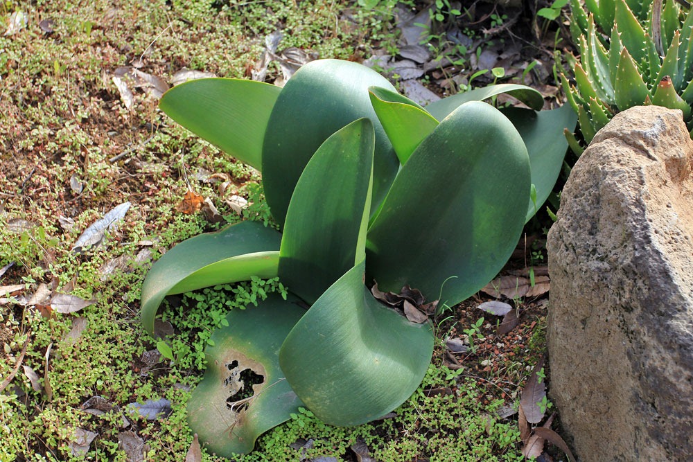 [130202_UCDavis_Haemanthus%255B2%255D.jpg]