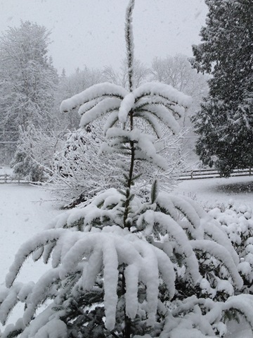 [Snow%2520on%2520Tree%255B3%255D.jpg]