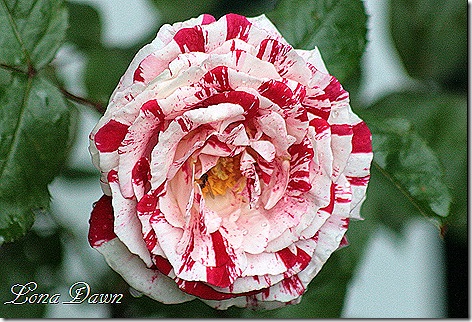 Rose_Scentimental_Blooms2