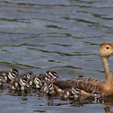Lesser Whistling Duck