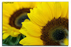 2012-08-16 18_43_18_girasoles.jpg
