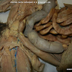uterine_horns_L.JPG