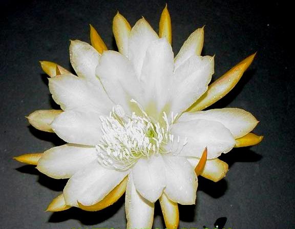 [EpiYellowFlorence3.jpg]