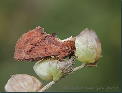 Coxcomb-prominent (2) Coxcomb-prominent (2)