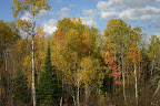 Autumn colours in northern Ontario