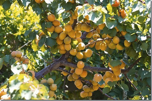 moorpark-apricot-tree-4131