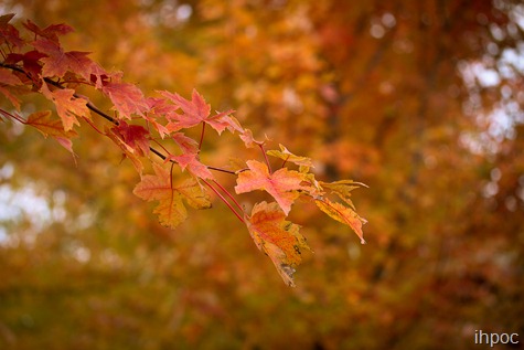 IMG_5999 IMG_5999