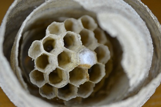 Wasp nest