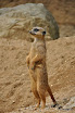 DSC_0356.JPG