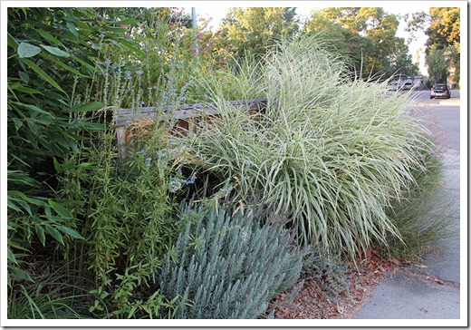110901_Miscanthus-sinensis-Rigoletto_04 110901_Miscanthus-sinensis-Rigoletto_04