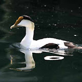 Common eider