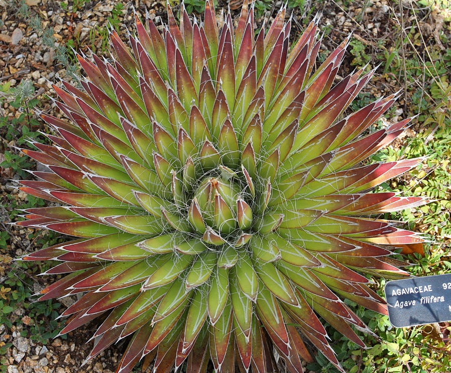 [120211_UCSC_Arboretum_Agave-filifera_03%255B3%255D.jpg]