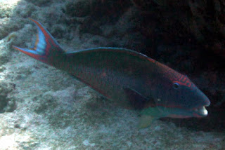 All The Colors of the Rainbow - Noumea, New Caledonia