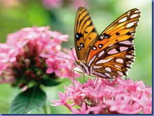 Asas-de-borboletas-podem-ser-futuramente-usadas-para-gerar-eletricidade-a-partir-da-energia-solar-Imagem