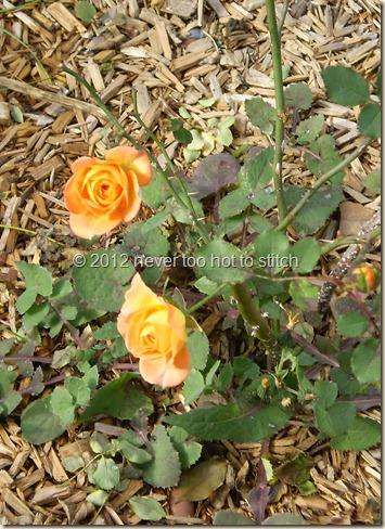 2012 winter rose 1