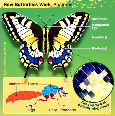 Butterfly anatomy