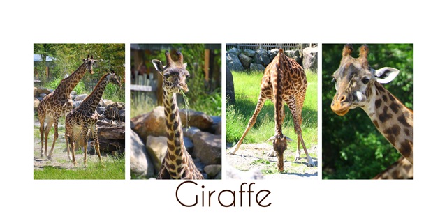 [giraffe4.jpg]