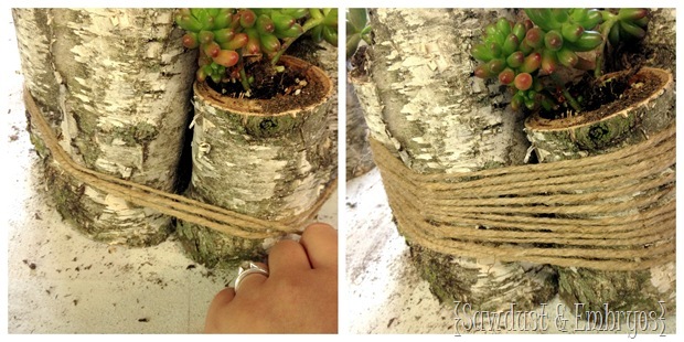 Twine-wrapped Birch Logs with Succulents planted in them! {Sawdust and Embryos}