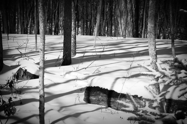 [BW-Woods%255B3%255D.jpg]