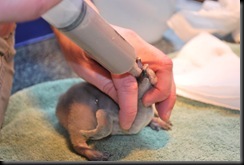 Penguin chick being syringe fed